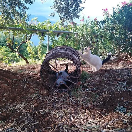 Lejlighed Aphrodite's Coast Retreat House!